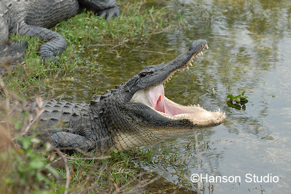 Alligator